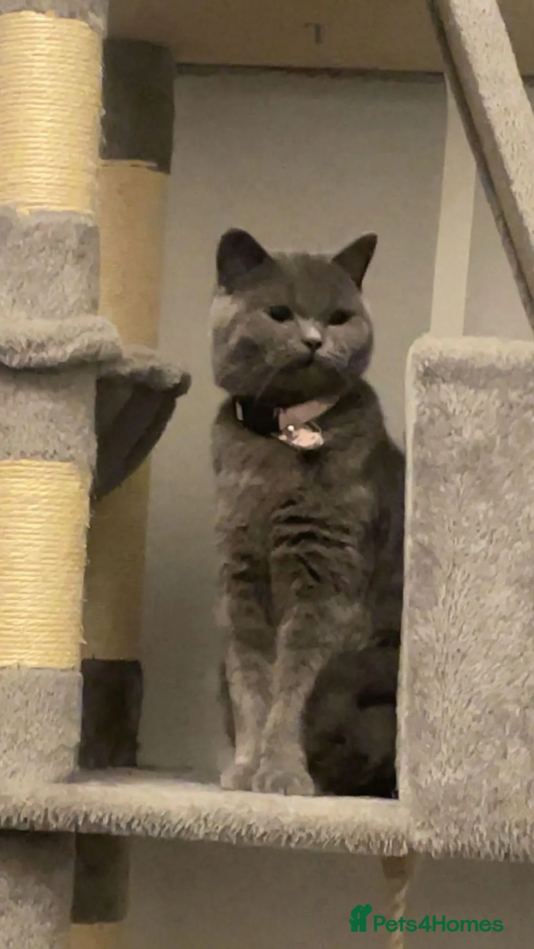 British Shorthair cats for sale: X2 British short haired  - Advert 1