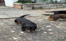 Dachshund dogs for sale: Black and Tan Dog - KC Registered Long-Haired Dachshund Puppies - Image 18