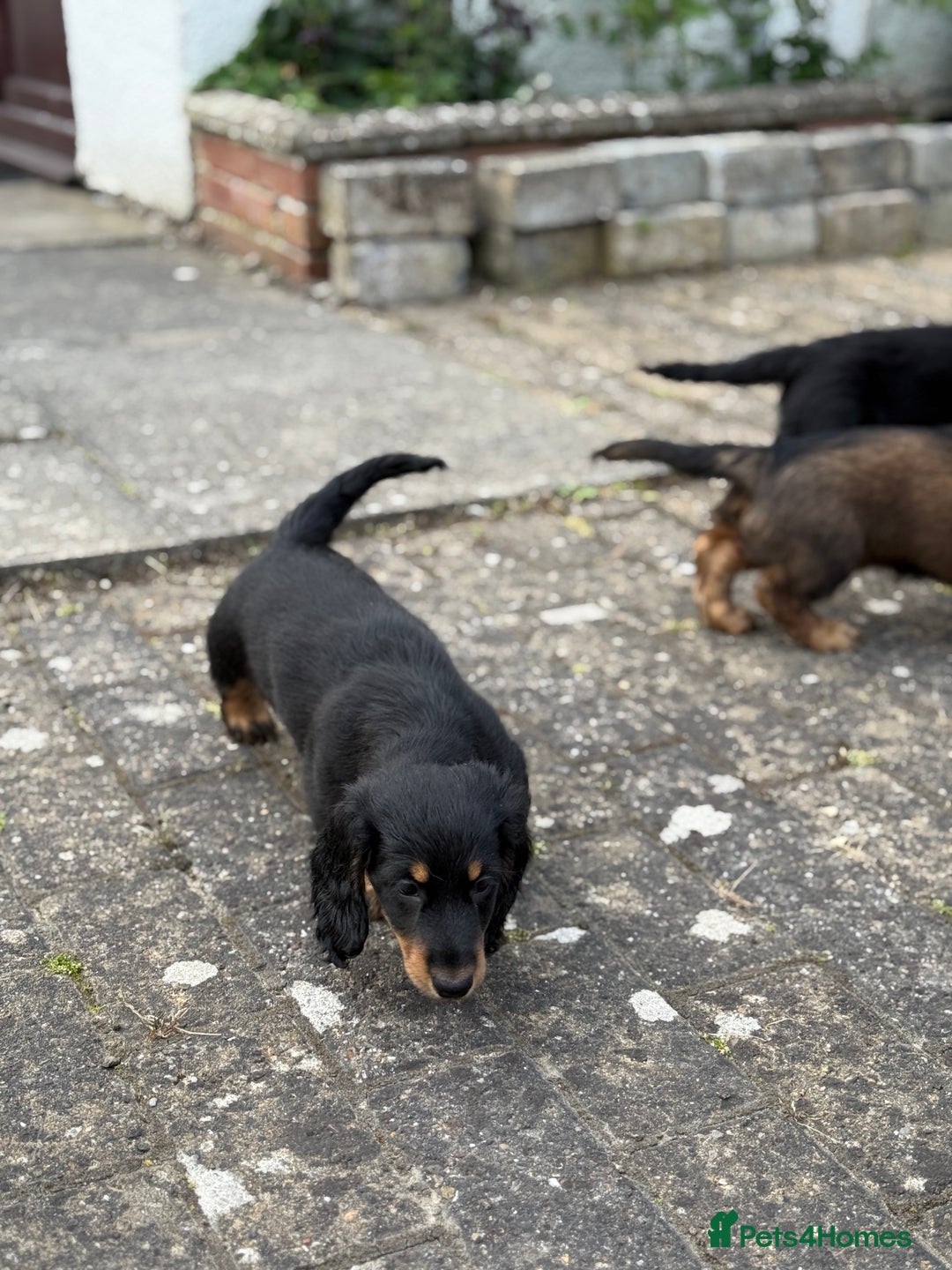 Dachshund dogs for sale: Black and Tan Dog - KC Registered Long-Haired Dachshund Puppies - Image 18