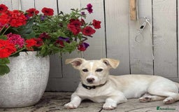 Mixed Breed dogs for adoption: Meet Snoopy – A Gentle Soul in Need of Time &Love - Image 2