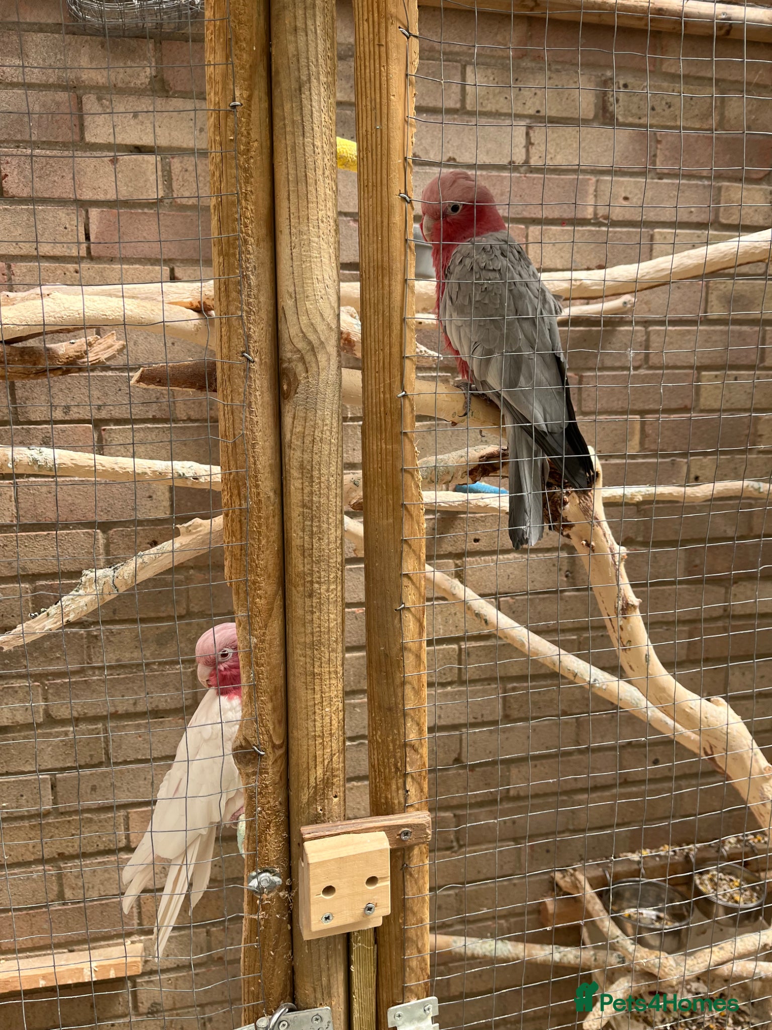 Cockatoo birds for sale: Male & female Galah in Harwich - Advert 6