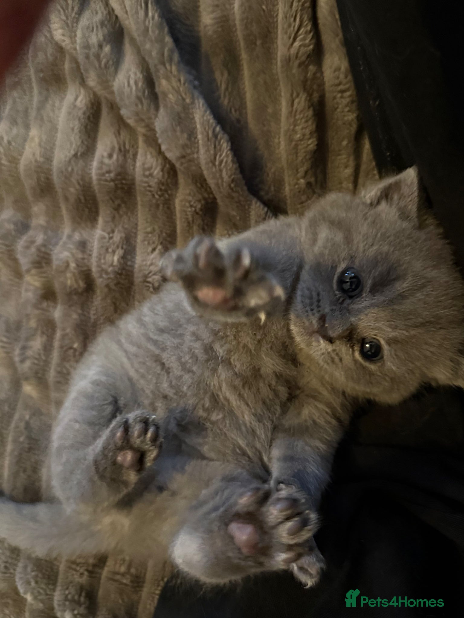 British Shorthair cats Gorgeous kittens  - Advert 4