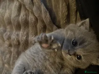 British Shorthair cats Gorgeous kittens - Advert 4