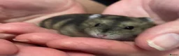 Hamster rodents for sale: Baby Winter White Russian hamsters (pure bred). - Advert 23