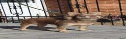 French Bulldog dogs for sale: Fluffy frenchie pups - Advert 11