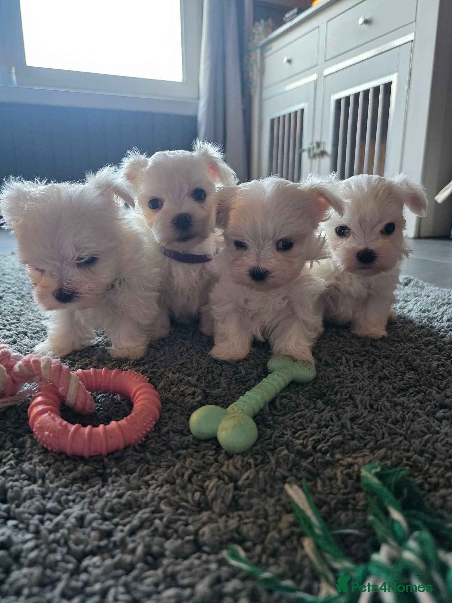 Maltese dogs doll face Kc reg Maltese 1 boy 1 girl  remaining  - Advert 8