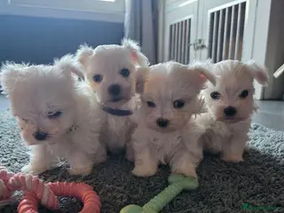 Maltese dogs doll face Kc reg Maltese 1 boy 1 girl remaining - Advert 8