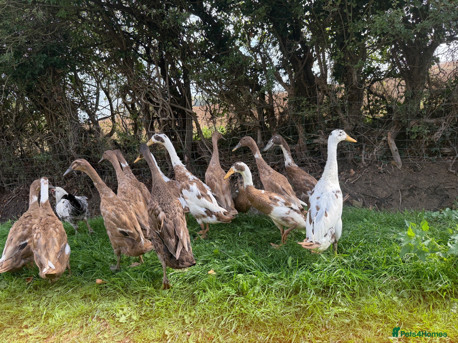 Geese poultry Young runner ducks and Cayuga cross ducks  - Advert 2