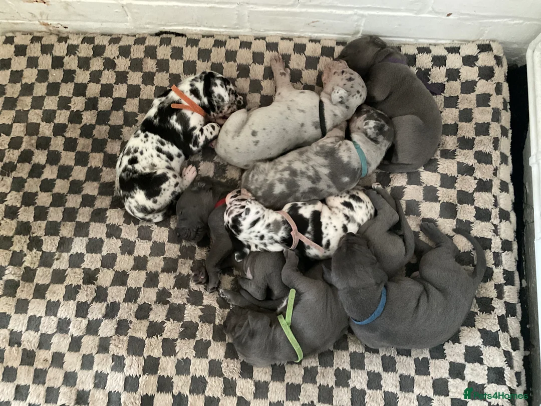 Great Dane dogs for sale: Beautiful litter Great Dane pups  in Dulverton - Advert 1