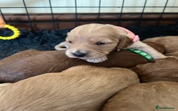 Cockapoo dogs for sale: 🐾 WAITING LISTS OPEN FOR F1 COCKAPOOS 🐾 - Image 11