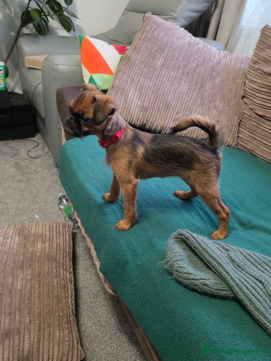 Griffon Bruxellois dogs for sale: Griffon Bruxellois KC registered - Advert 18