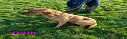 Labrador Retriever dogs for sale: Beautiful Black Labrador Puppies  - Advert 12