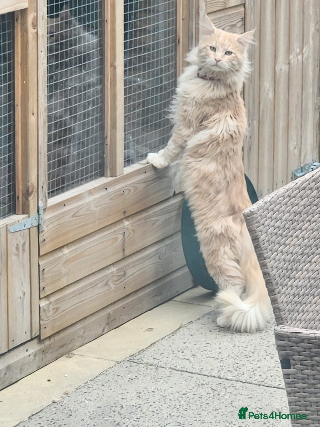 Maine Coon cats for sale:  Ready Now! Maine coon Kittens  - Advert 15