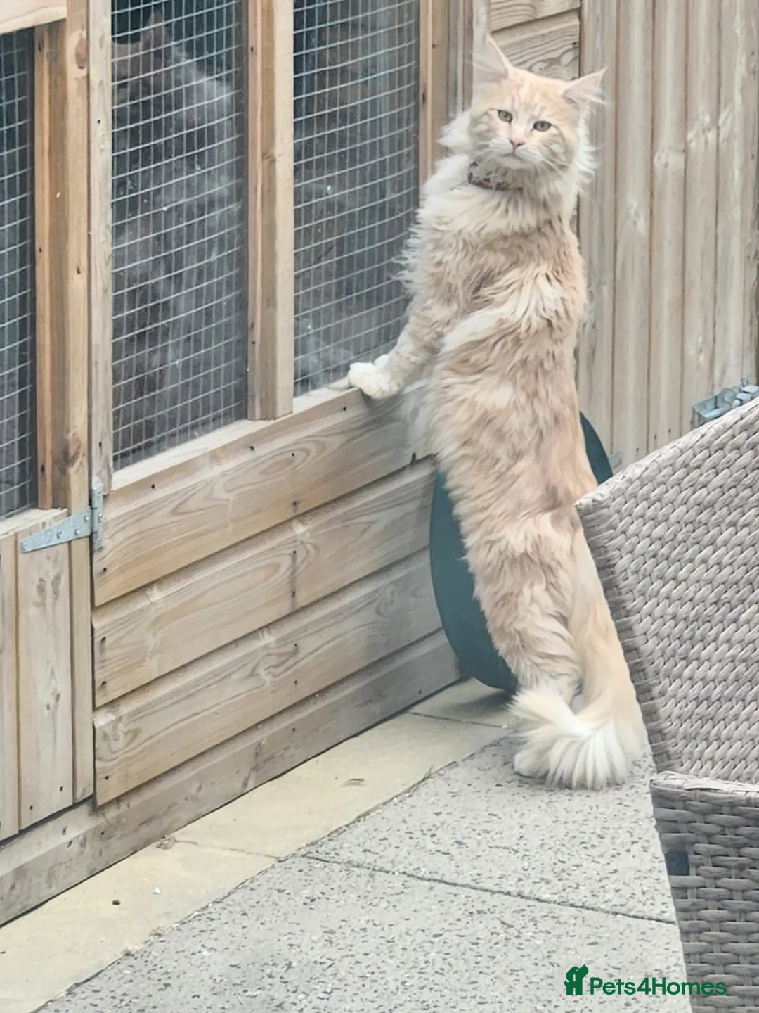 Maine Coon cats for sale:  Ready Now! Maine coon Kittens  - Advert 15