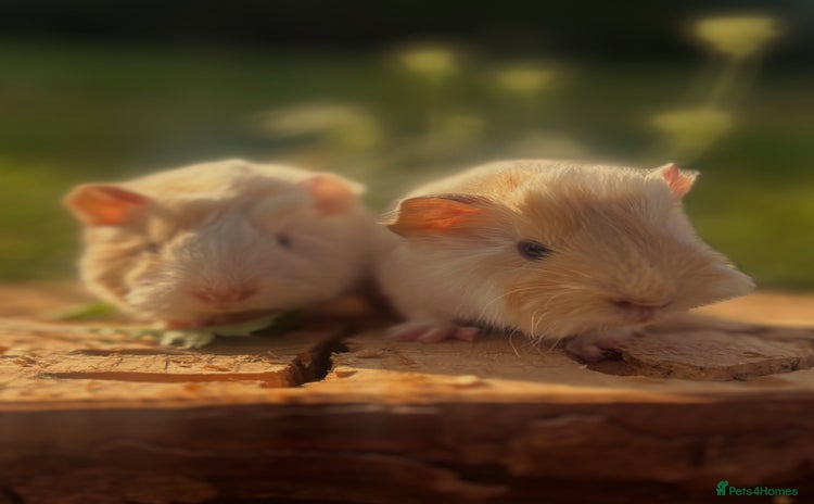 Guinea Pig rodents - Advert 2
