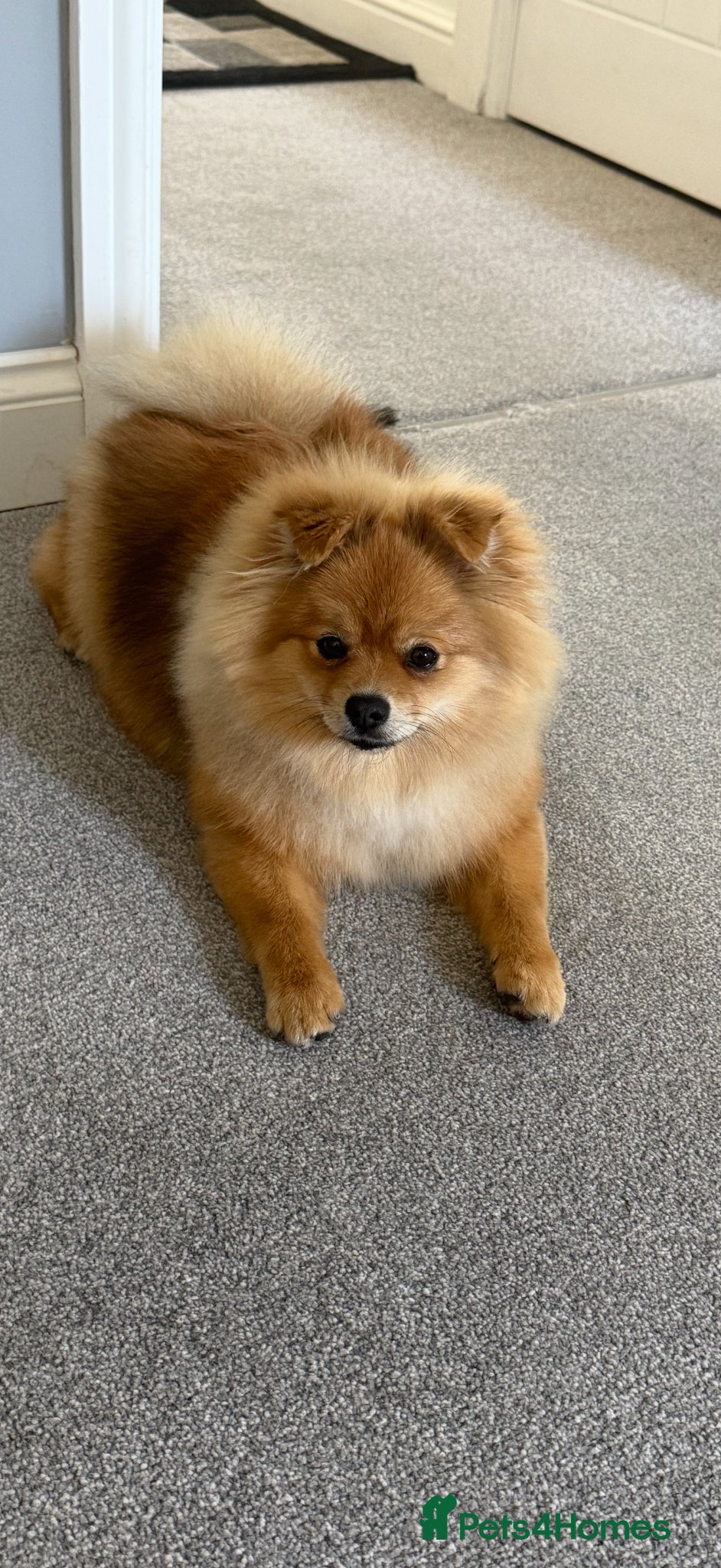 Pomeranian dogs Kc registered Pomeranian girl - Advert 1