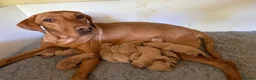 Labrador Retriever dogs for sale: Fox Red KC Labrador Puppies - Advert 1