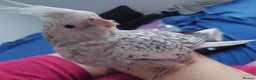 Cockatiels birds for sale: Hand reread hand tame female cockatiel  - Advert 10