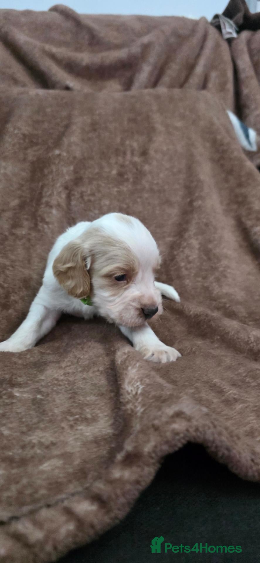 Sprocker dogs 4th gen Sprocker puppies  - Advert 2