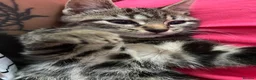 Bengal cats for sale:  Bengal kittens, ready to go! ❤️🏡 - Advert 21