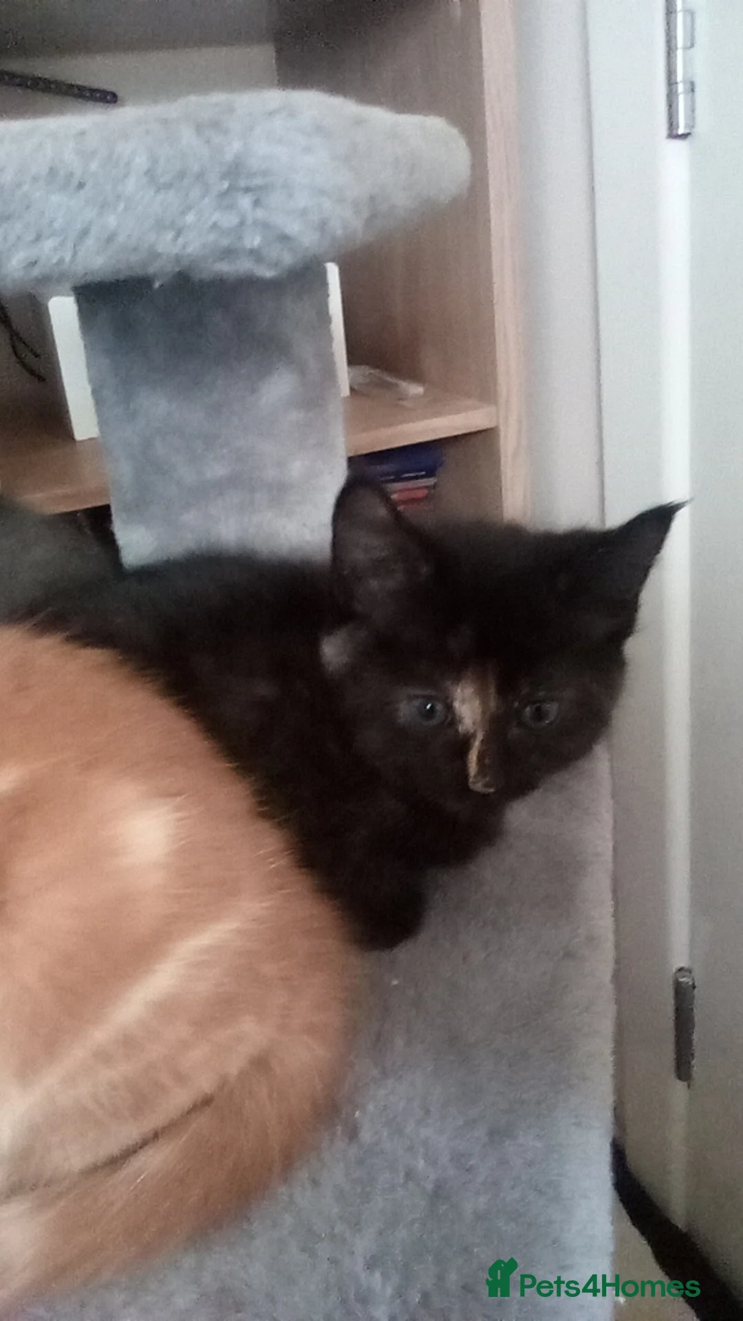 Maine Coon cats for sale: Adorable Maine coon kittens - Advert 2