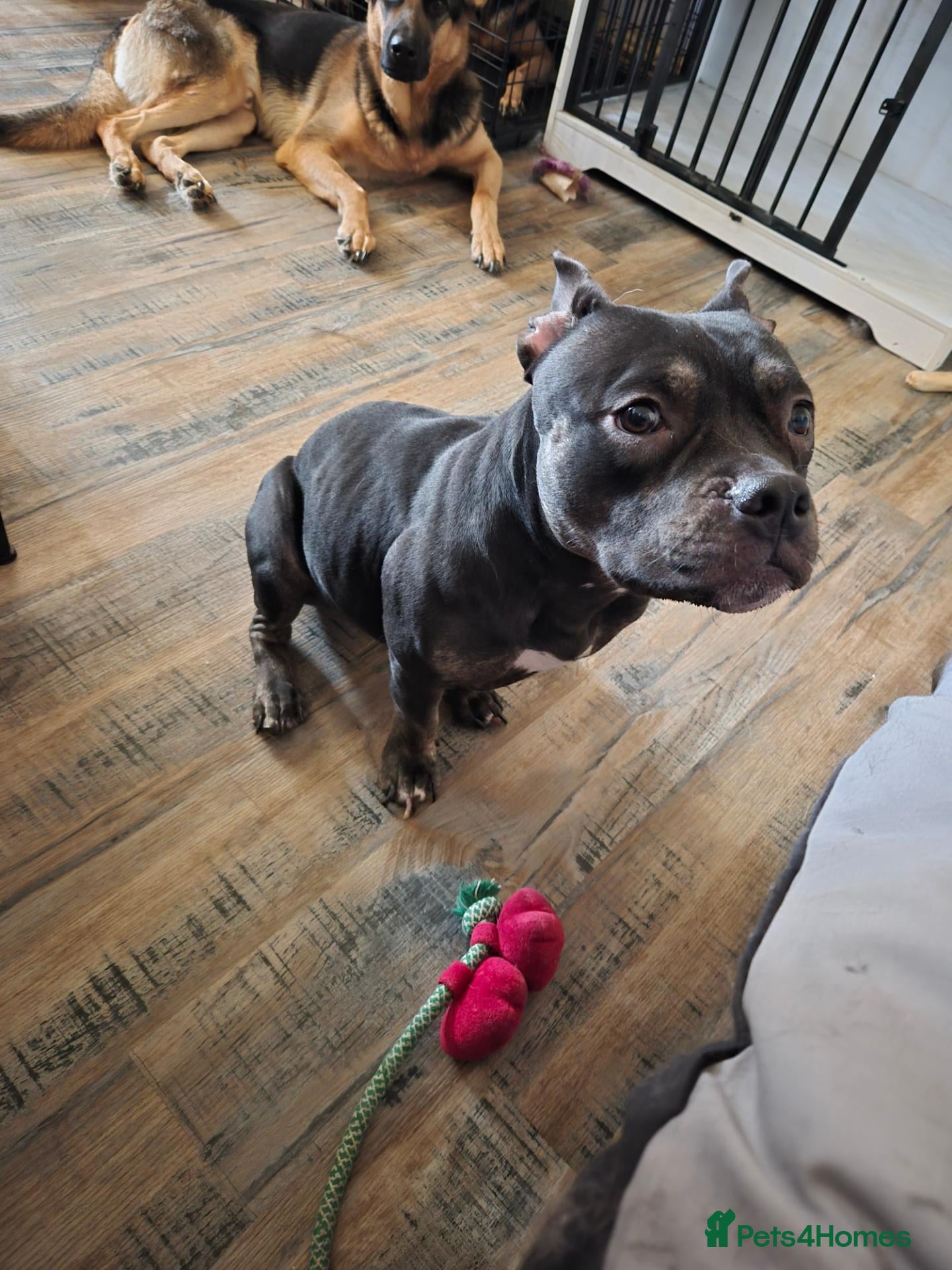 American Bully dogs Pocket bully for sale  - Advert 8