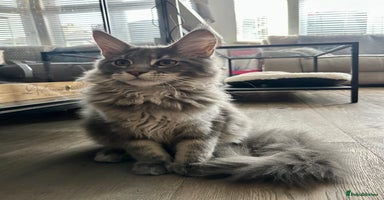Maine Coon cats - Advert 5