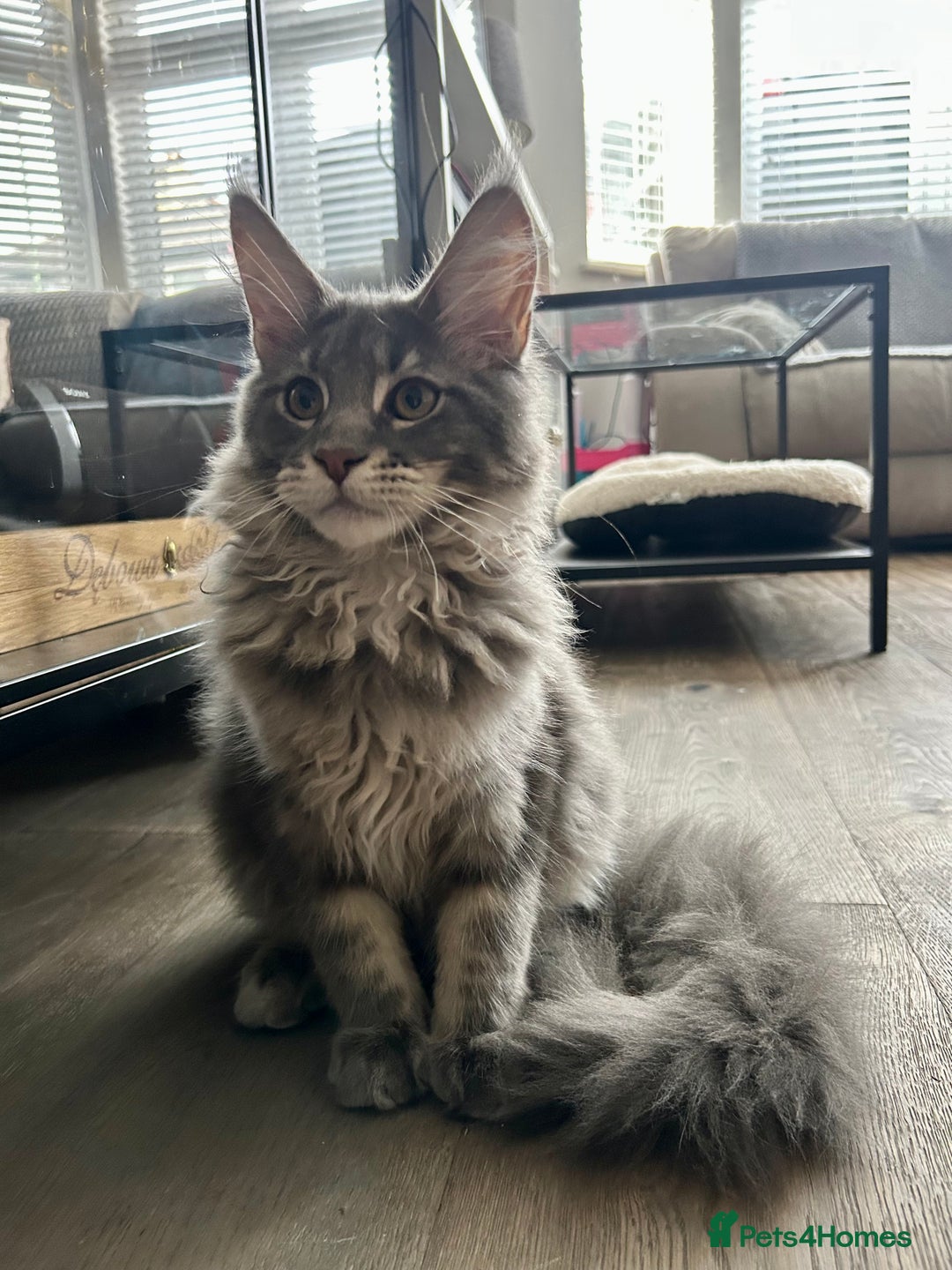 Maine Coon cats for sale: Stunning TICA Registered Maine Coon Boys Available - Image 3