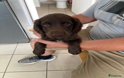 Cocker Spaniel dogs for sale: Cocker spaniels only 2 male’s available  - Image 4