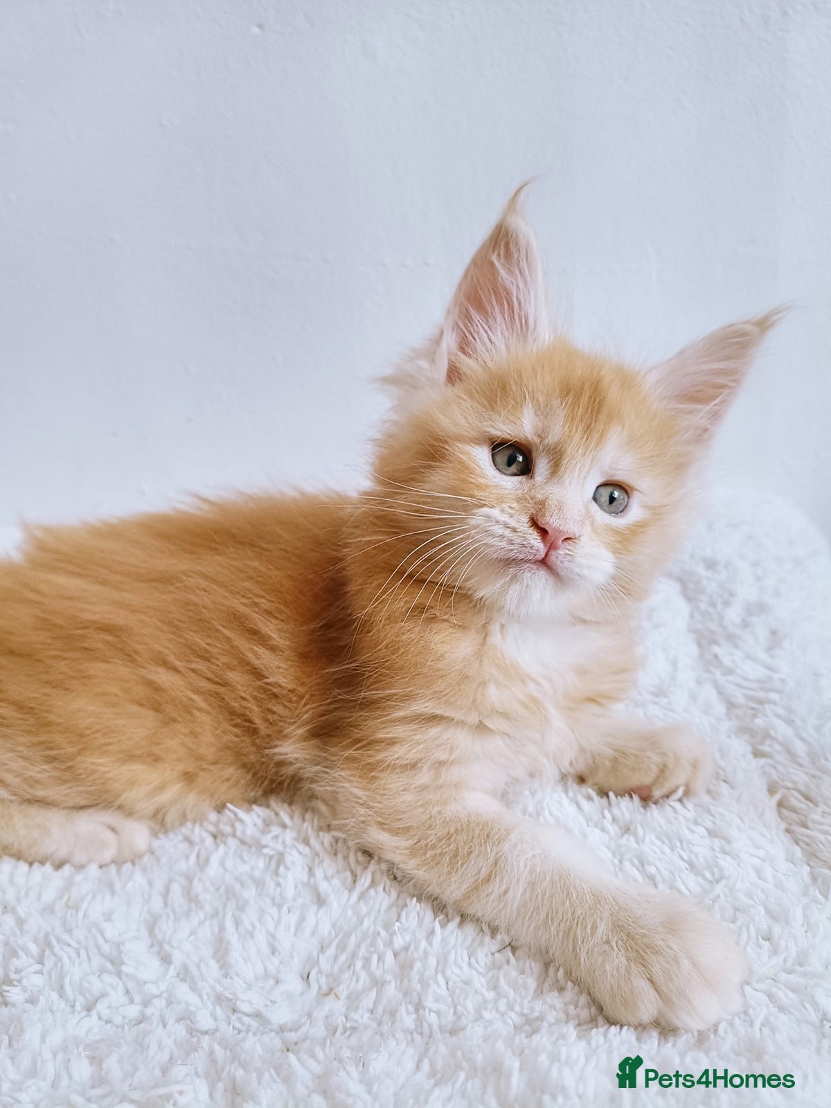 Maine Coon cats 1 boy left, XXL Maine coon kitten,DNA health test  - Advert 8