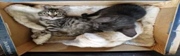 Mixed Breed cats for sale: Bengal,Siamese, Maine coon mix kittens.  - Advert 8
