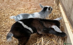 Goats livestock for sale: Pygmy nanny’s disbudded CAE and johnnes tested - Image 8