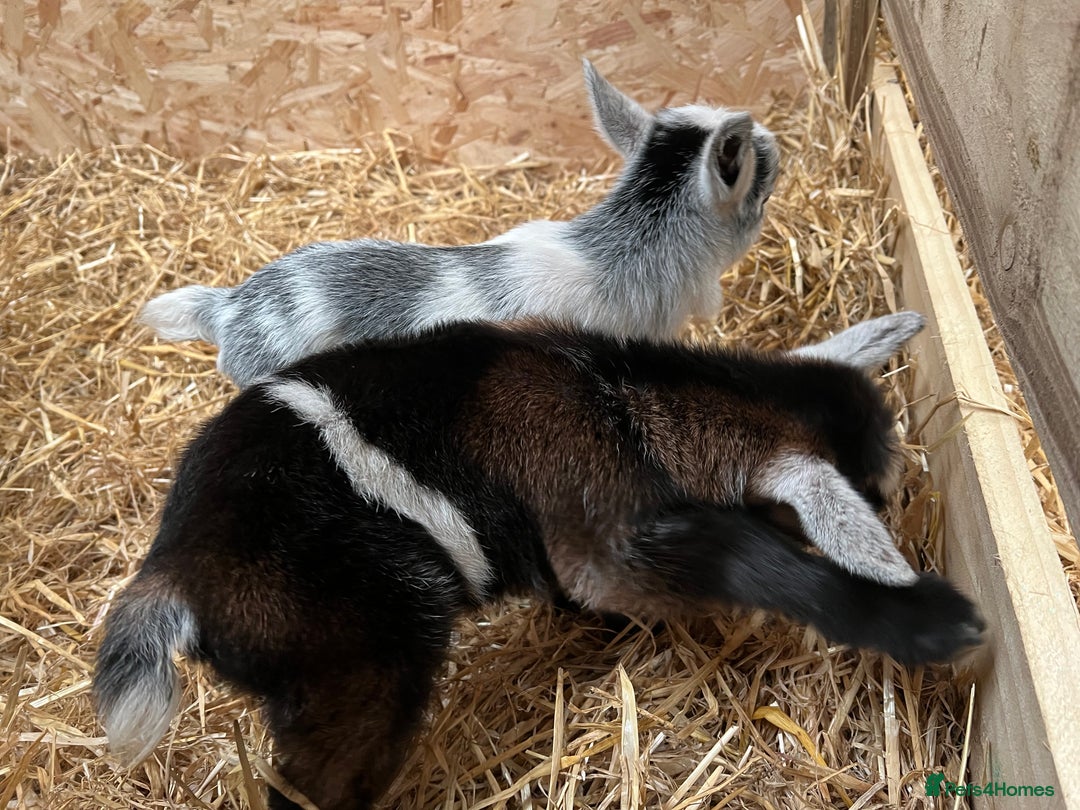 Goats livestock for sale: Pygmy nanny’s disbudded CAE and johnnes tested - Image 8