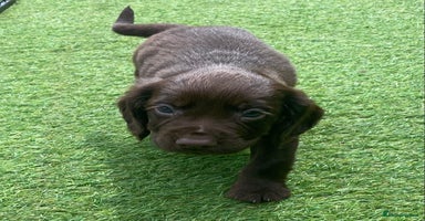 Cocker Spaniel dogs - Advert 7