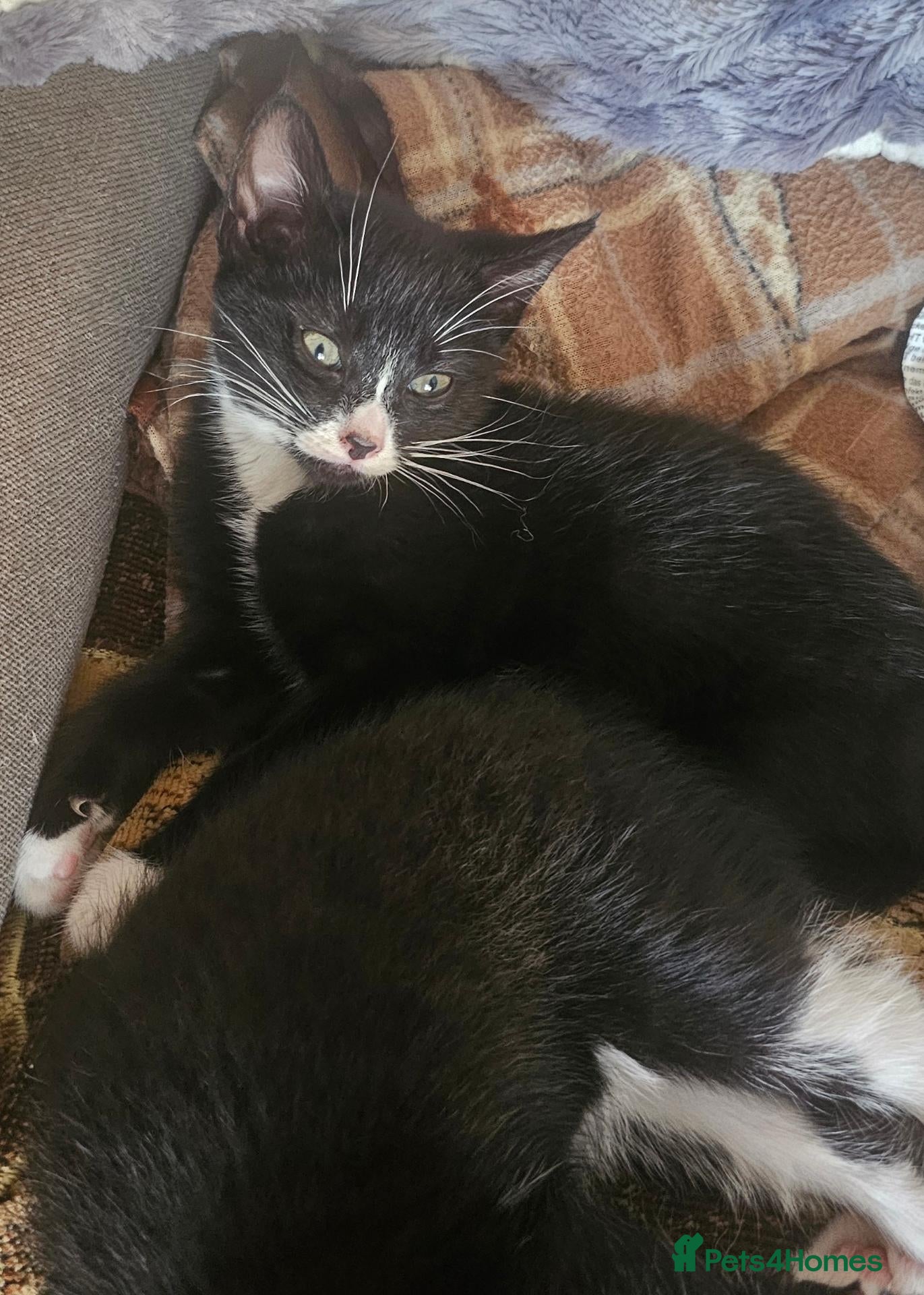 Mixed Breed cats Adorable Black & White Kittens for Sale 🐾 - Advert 1