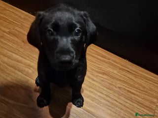 Labrador Retriever dogs 1 black male Labrador puppy left - Advert 8