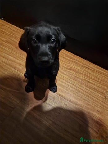 Labrador Retriever dogs 1 black male Labrador puppy left - Advert 7