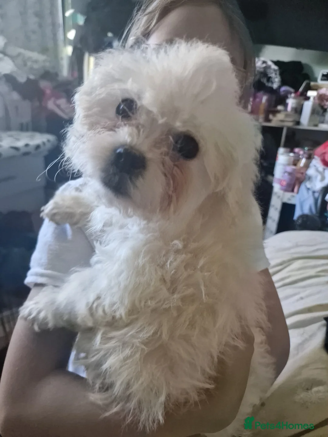 Mixed Breed dogs for sale: Bichon freise cross Bichon terrier  - Advert 2