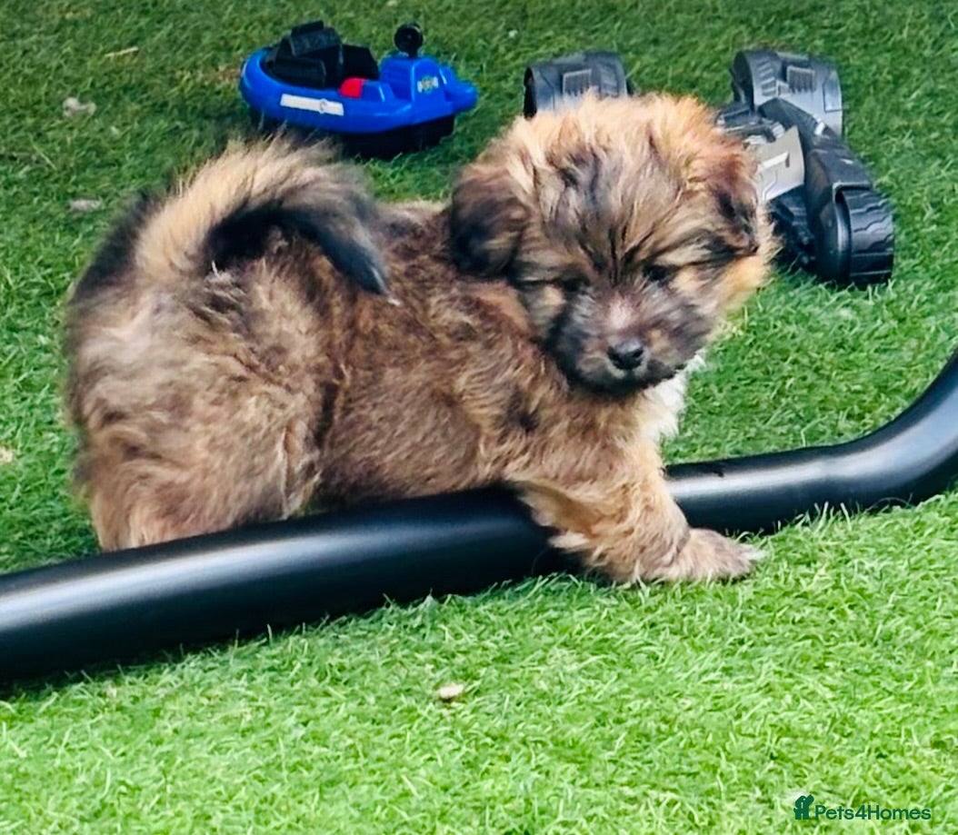Shetland Sheepdog dogs Shetland sheepdog cross puppies  - Advert 1