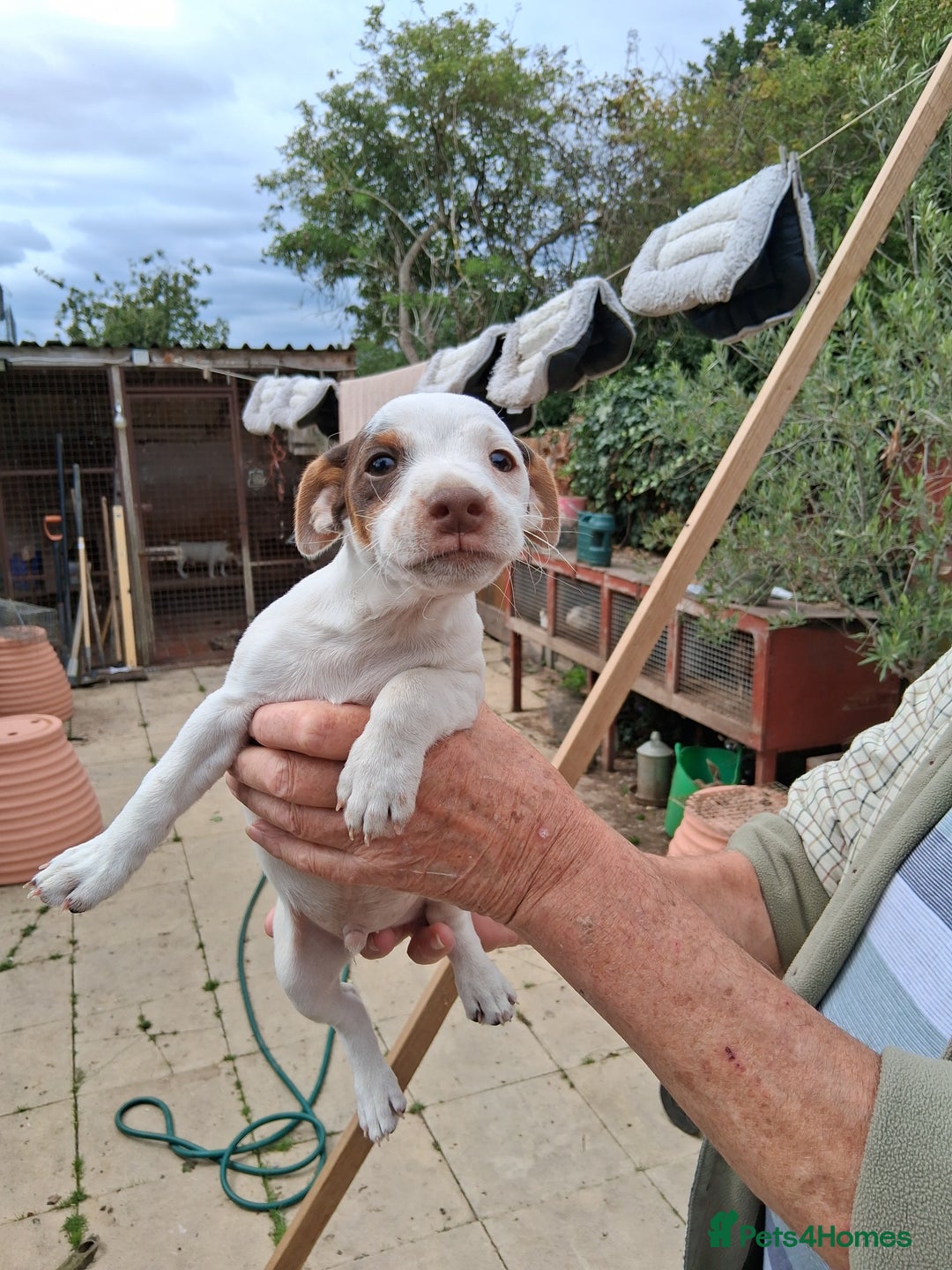 Jack Russell dogs for sale: Jack Russell puppies for sale - Image 4