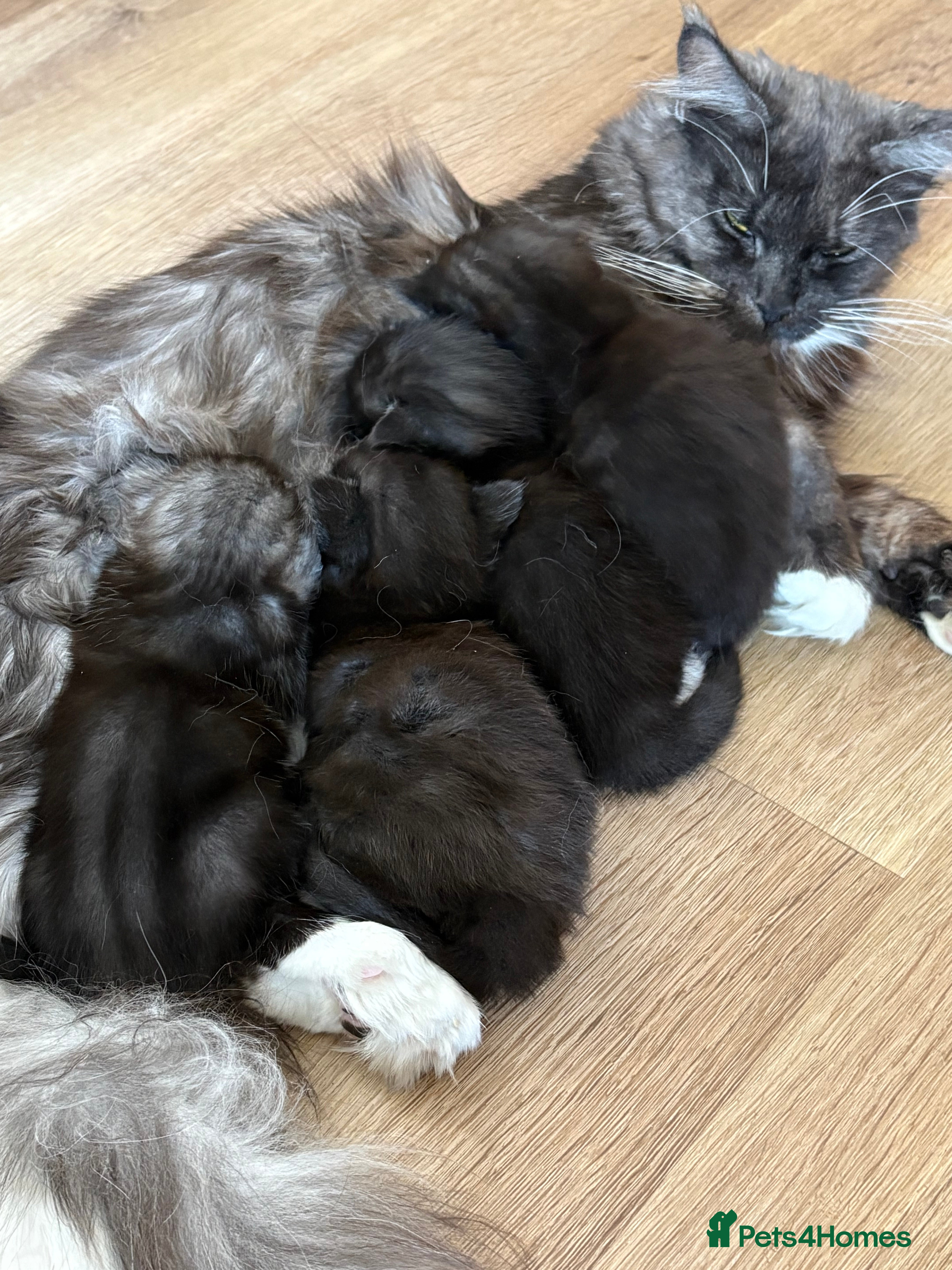 Maine Coon cats Polydactyl Maincoon cross  - Advert 7