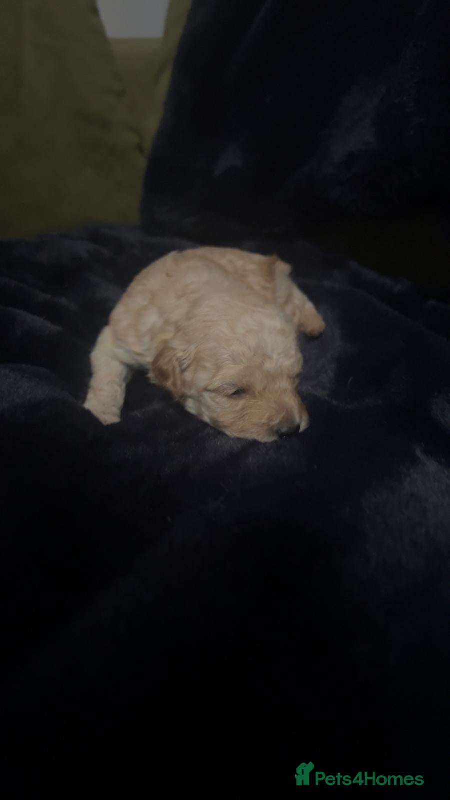 Cavapoochon dogs for sale: Beautiful Cavapoochon Puppies ready for  **  - Advert 2