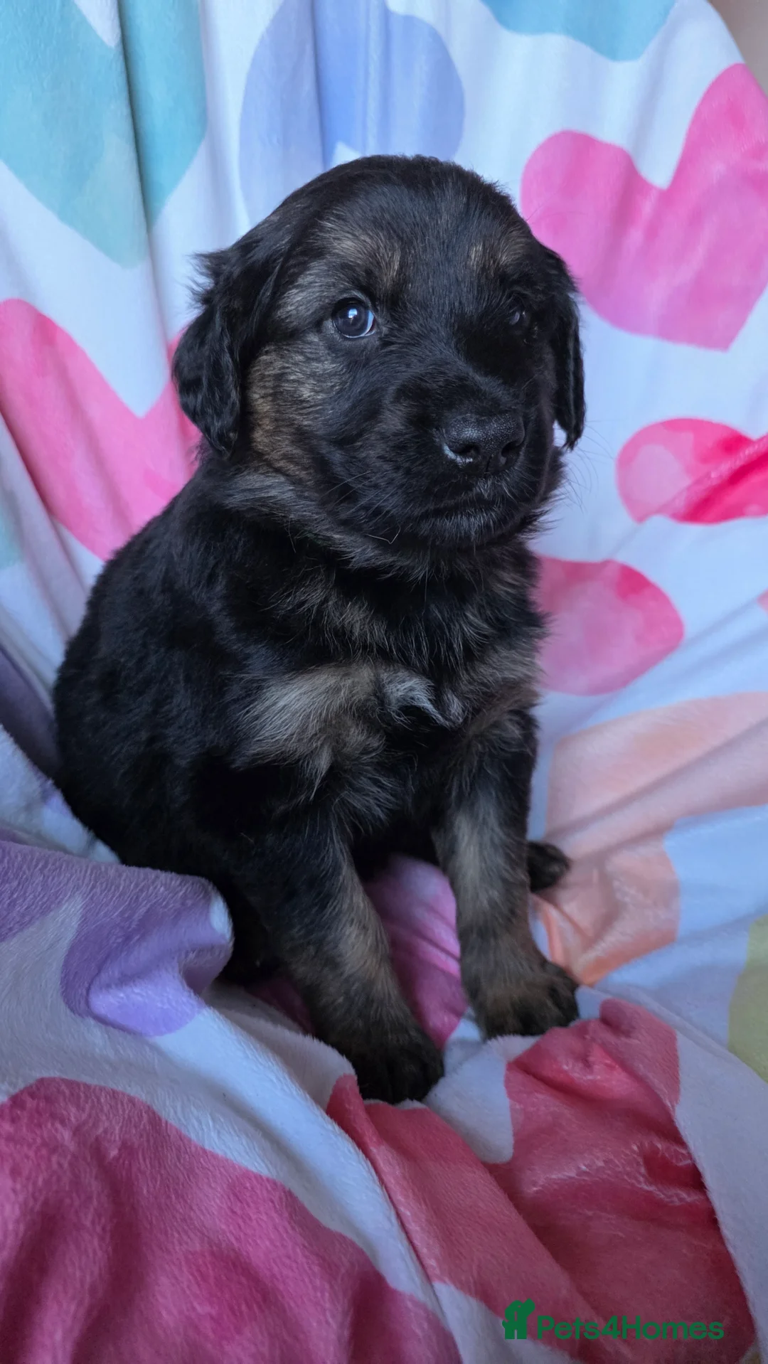 Mixed Breed dogs for sale: Golden shepherds - Advert 7