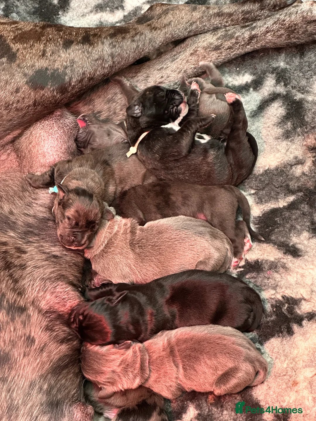Cane Corso dogs for sale: Stunning cane corso puppy’s  - Advert 4