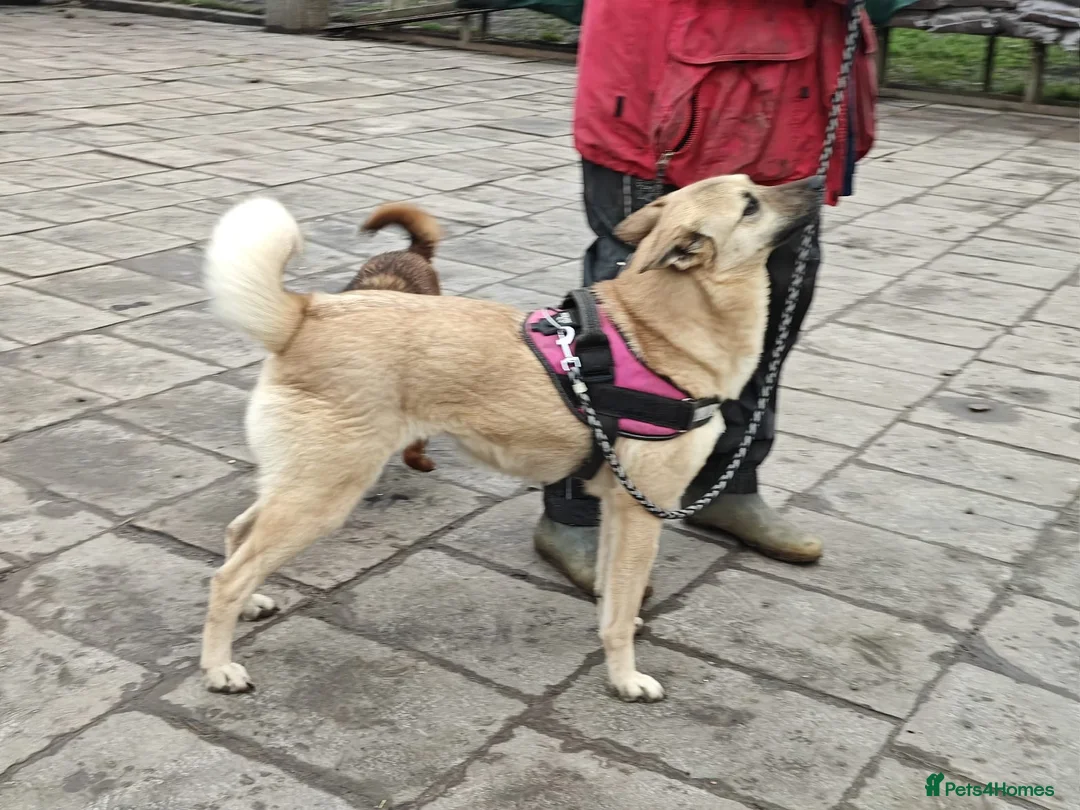 Mixed Breed dogs for adoption: ❤️🐶 STACY – JOYFUL, LOVING AND WELL-BEHAVED in Burton-on-Trent - Advert 27