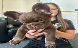 French Bulldog dogs for sale: Nice French puppies  - Image 11