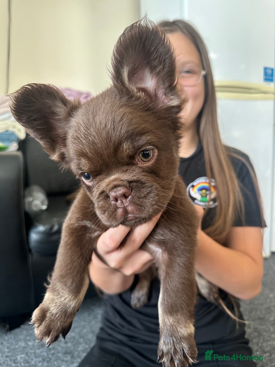 French Bulldog dogs for sale: Nice French puppies  - Image 11