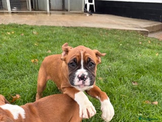 Boxer dogs READY TO GO Boxers - Advert 2