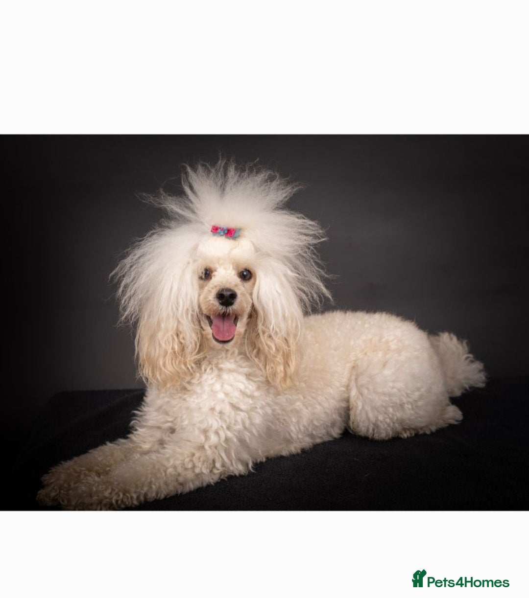 Labradoodle dogs for sale: Beautiful labradoodle pups  - Image 26
