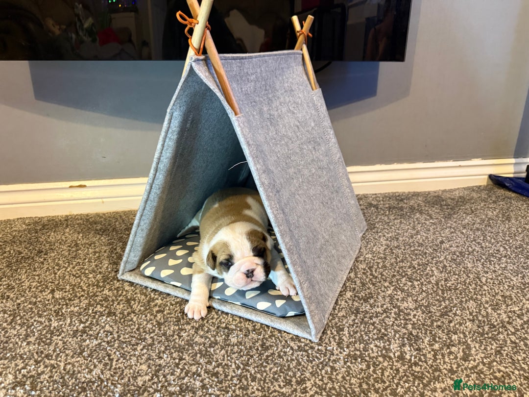 English Bulldog dogs for sale: Exceptional Show-Quality KC English Bulldog Boy - Advert 8